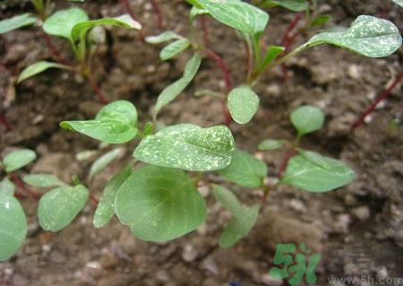莧菜葉子上有白點(diǎn)是怎么回事？莧菜葉子上有白點(diǎn)可以吃嗎？
