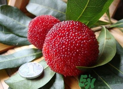 楊梅紅色好還是黑色好？楊梅顏色越深越好嗎？