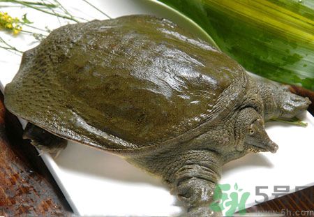 莧菜和甲魚一起吃會中毒嗎？吃了莧菜了甲魚怎么辦？