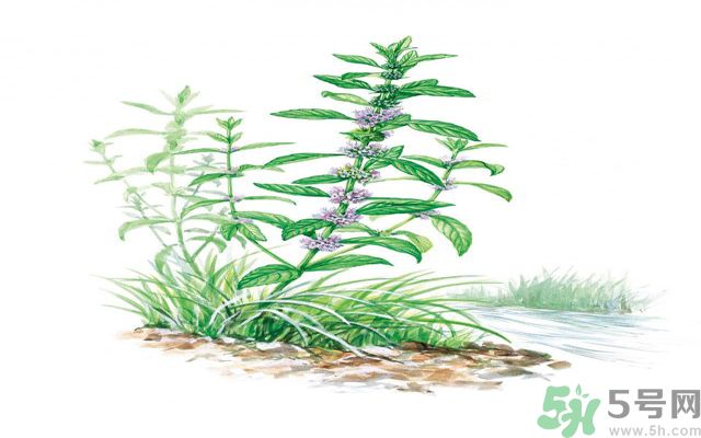 夏天吃薄荷可以解暑嗎？夏天怎么吃薄荷可以解暑？