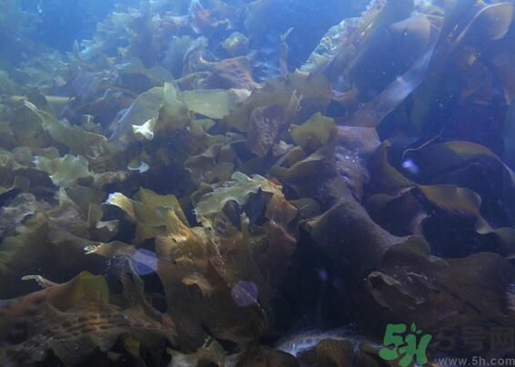 海帶發(fā)黃能吃嗎？海帶發(fā)黃還可以吃嗎？