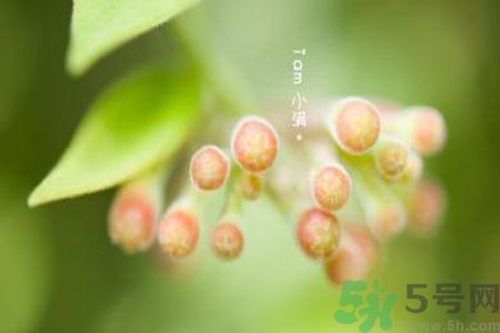 小滿名字的由來？小滿是什么意思？