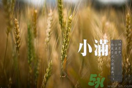 小滿喝什么茶？小滿喝什么茶好？