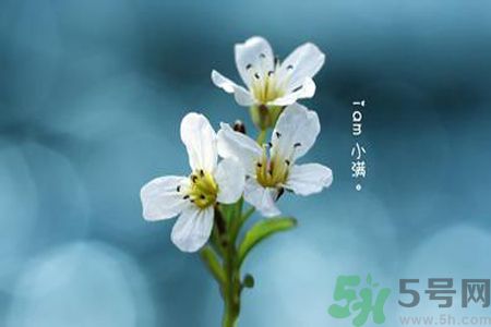 小滿喝什么茶？小滿喝什么茶好？