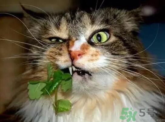 薄荷為什么叫貓薄荷？薄荷和貓薄荷是一種