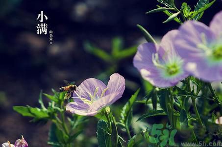 小滿養(yǎng)生要注意什么？小滿養(yǎng)生注意事項
