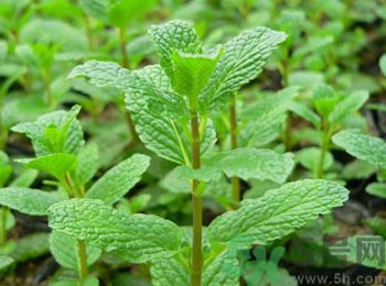薄荷有什么功效？薄荷的攻效是什么？