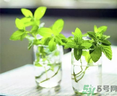 薄荷茶可以降火嗎？喝薄荷茶能降火嗎