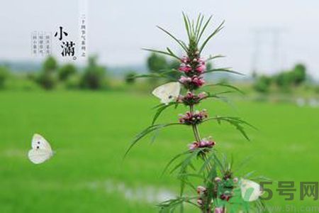 為什么小滿濕氣重？小滿怎么除濕氣？