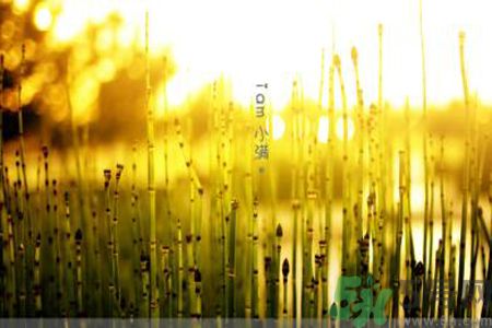 為什么小滿濕氣重？小滿怎么除濕氣？
