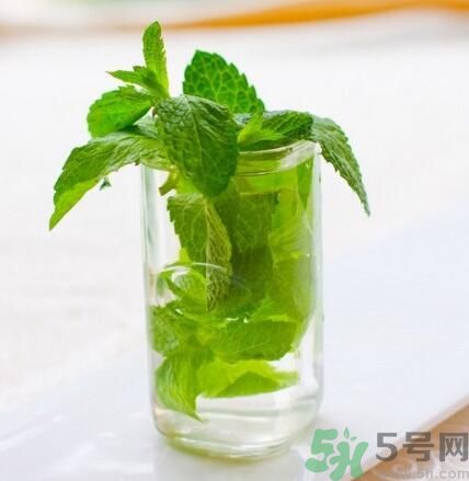  孕婦可以喝薄荷茶嗎？孕婦能喝薄荷泡的茶嗎？