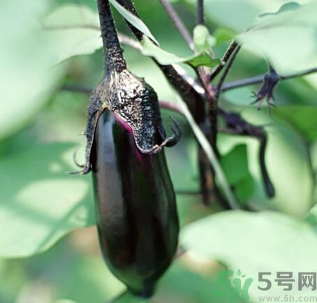 吃茄子會長胖嗎？茄子卡路里高嗎？