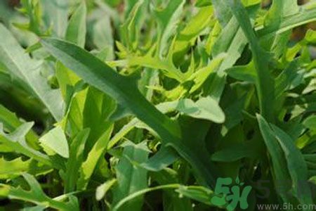 哺乳期可以吃苦菜嗎？哺乳期吃苦菜奶水會變苦嗎？