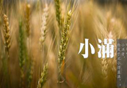 小滿為什么要吃苦？適合小滿吃的苦菜
