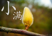 小滿名字的由來？小滿是什么意思？