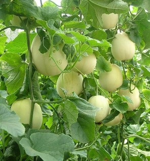 胃炎可以吃甜瓜嗎？胃炎吃甜瓜會(huì)有什么后果？