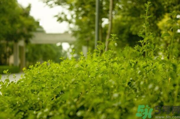 蚊子叮的包過(guò)幾天又癢是為什么？蚊子叮的包過(guò)幾天又癢怎么辦？