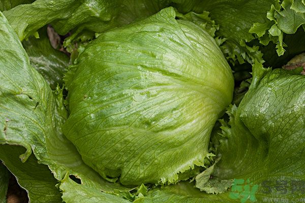 生菜和雞蛋能一起吃嗎？生菜和雞蛋一起怎么做？