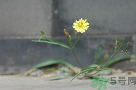 怎么挑選苦菜？挑選苦菜的方法有哪些？