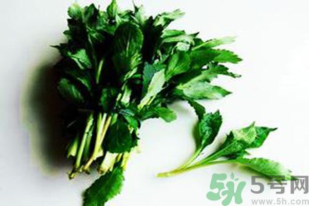 怎么挑選苦菜？挑選苦菜的方法有哪些？