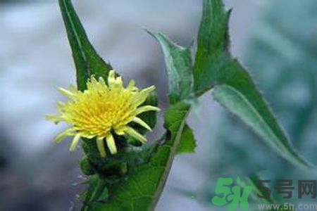 皮膚過敏可以吃苦菜嗎？吃苦菜會皮膚過敏嗎？