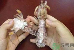 剝蝦神器怎么用？剝蝦神器在哪里買？