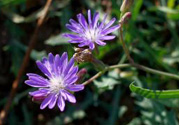 紫花苦菜和黃花苦菜哪個好？紫花苦菜和黃花苦菜有什么區(qū)別？