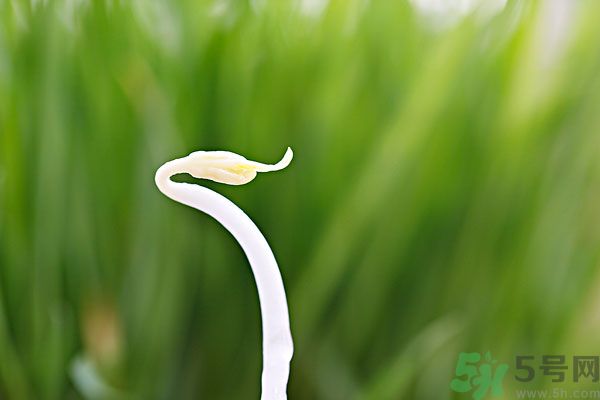 綠豆芽有什么功效？綠豆芽的功效是什么？