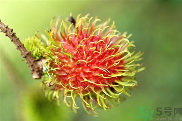 孕婦可以吃紅毛丹嗎？孕婦吃紅毛丹好嗎？