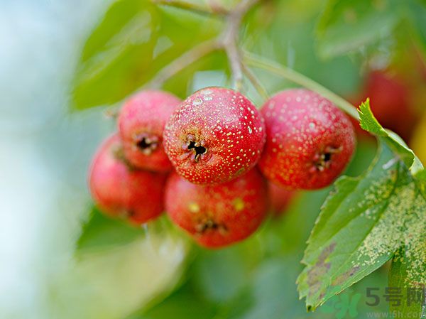尿酸高能吃山楂嗎？痛風(fēng)能吃山楂嗎？