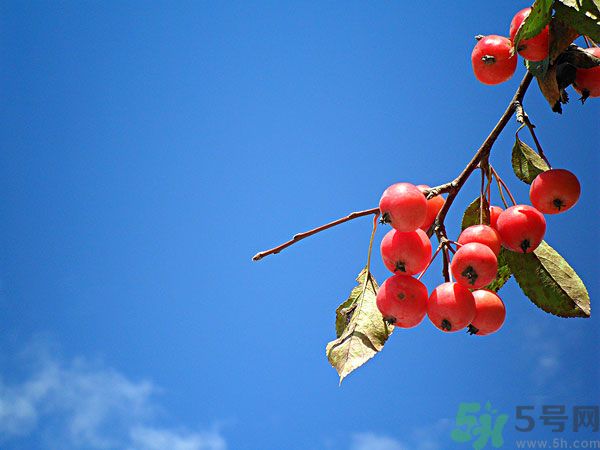 尿酸高能吃山楂嗎？痛風(fēng)能吃山楂嗎？