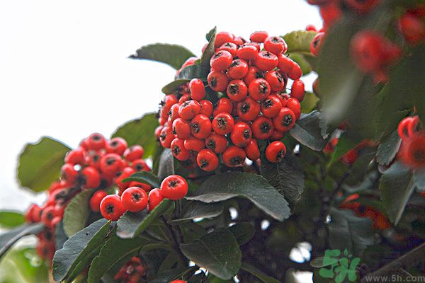尿酸高能吃山楂嗎？痛風(fēng)能吃山楂嗎？