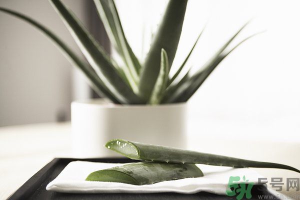 蘆薈怎么做好吃？蘆薈的做法有哪些？