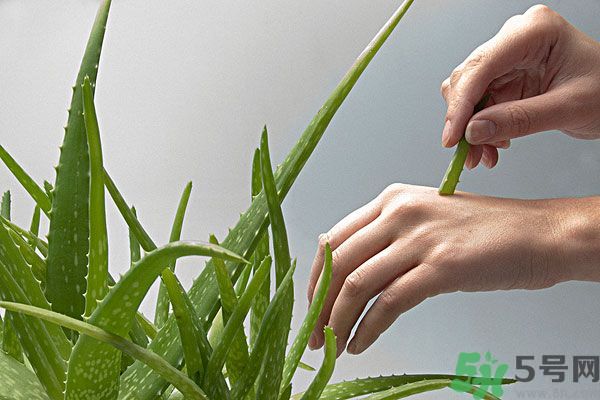 蘆薈是涼性的嗎？蘆薈是涼性還是熱性？
