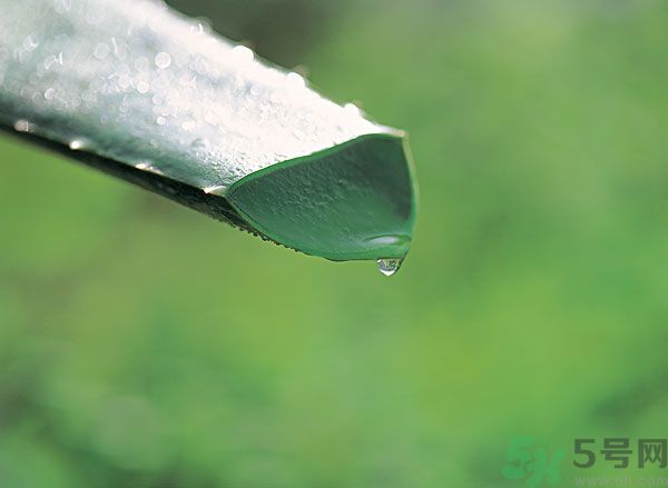 孕婦可以用蘆薈汁搽臉嗎？孕婦可以涂抹蘆薈汁嗎？