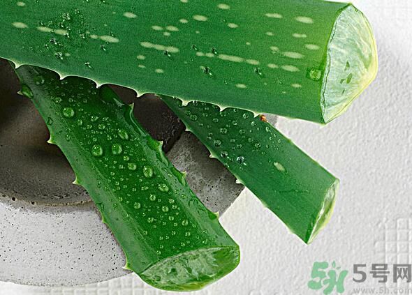 夏天吃蘆薈可以降火嗎？夏天吃蘆薈能清火嗎？