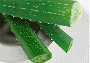 蘆薈是發(fā)物嗎？蘆薈是不是發(fā)物？