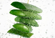 夏天吃蘆薈可以降火嗎？夏天吃蘆薈能清火嗎？