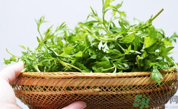 菖蒲是艾葉嗎？菖蒲是什么？