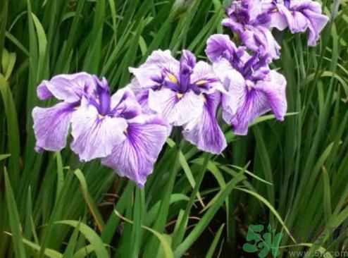 什么樣的菖蒲好？怎樣選購(gòu)菖蒲？