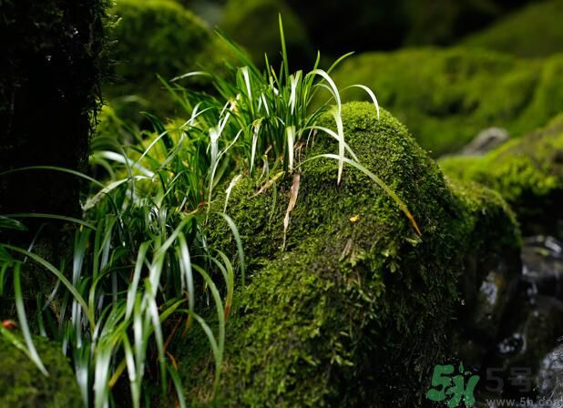 什么樣的菖蒲好？怎樣選購(gòu)菖蒲？