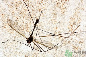 蚊子討厭什么氣味？蚊子討厭什么顏色？