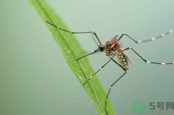蚊子討厭什么氣味？蚊子討厭什么顏色？