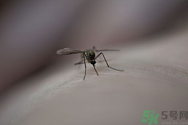 蚊子討厭什么氣味？蚊子討厭什么顏色？