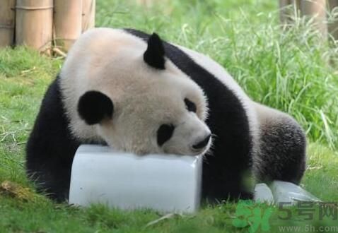 中暑可以吃水果嗎？中暑吃什么水果好？