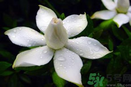 梔子花可以美容嗎？梔子花怎樣美容？