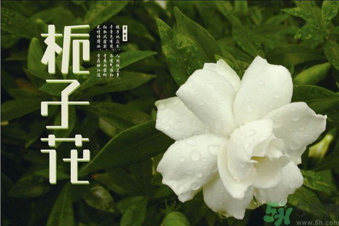 梔子花可以美容嗎？梔子花怎樣美容？