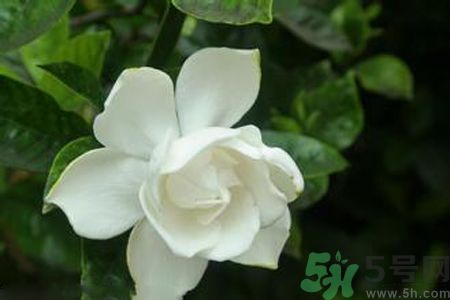 梔子花可以減肥嗎？梔子花怎么減肥？