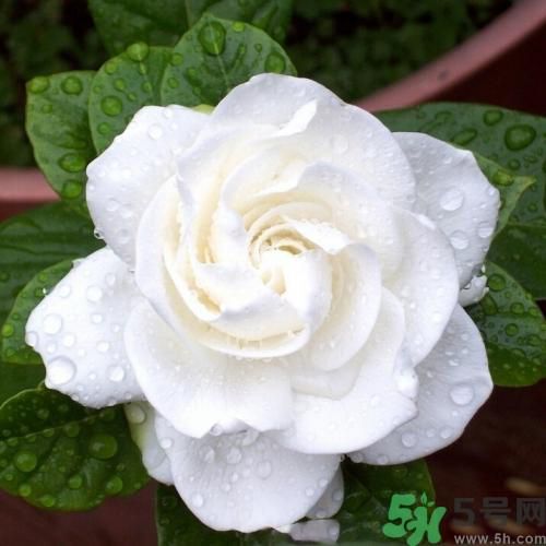 梔子花茶可以補血嗎？貧血可以喝梔子花茶嗎？