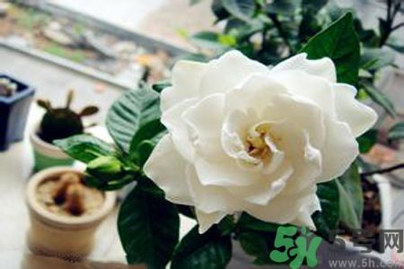 梔子花可以降血糖嗎？梔子花茶可以降血糖嗎？